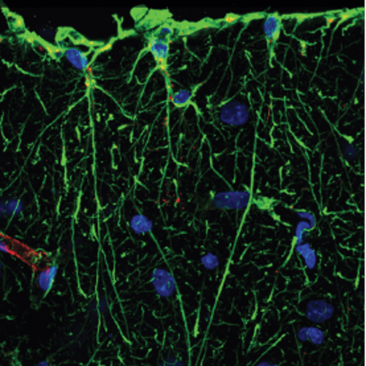 ILA GFAP expression in frontal cortex of adult macaque (Falcone et al. 2019)